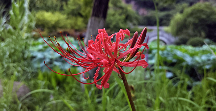 红花石蒜长什么样子