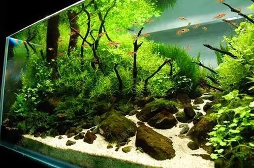 新鱼缸在使用前必须了解这些？否则会对鱼造成伤害