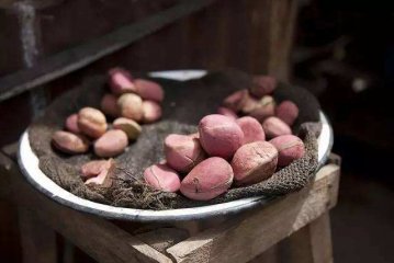 可乐果是做可乐的吗