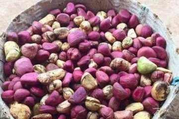 可乐是用可乐果做的吗