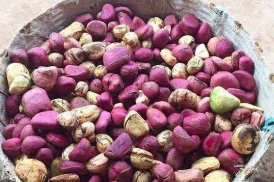 可乐是用可乐果做的吗