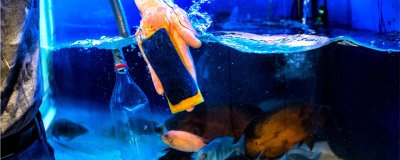 开新缸养水有什么方法，怎么开新鱼缸？