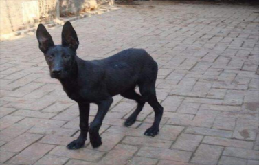 串串狗为什么不能养