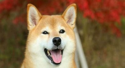 ​想买柴犬应该怎么看品相