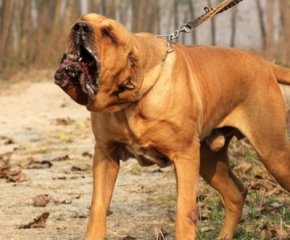 在路边发现流浪狗怎么办？