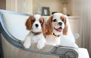 发现​狗狗有泪痕应该用什么去除它们？