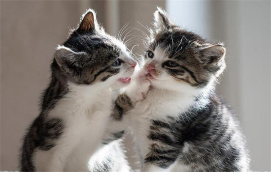 小奶猫,养猫知识