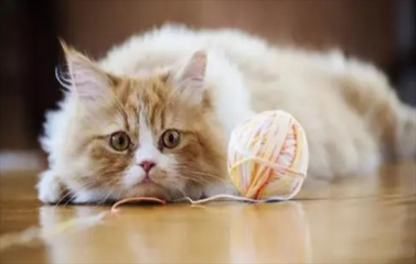 小猫咪上床了怎么处理