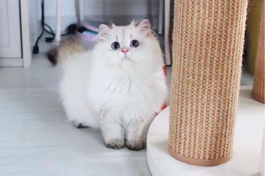 波斯猫一年能生几只小猫？