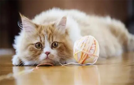 如何训练猫咪晚上不捣乱