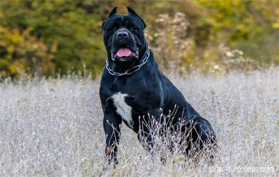 卡斯罗的智商有多大?