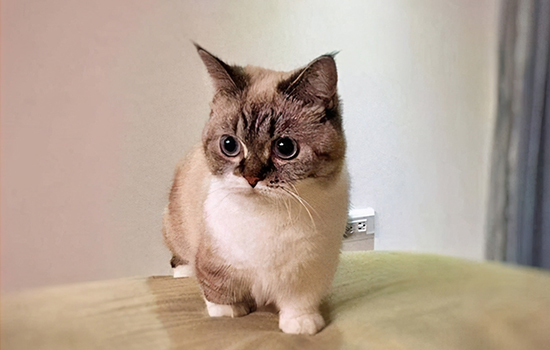 基康猫的寿命有多长？