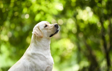 拉布拉多被打后会有什么反应？