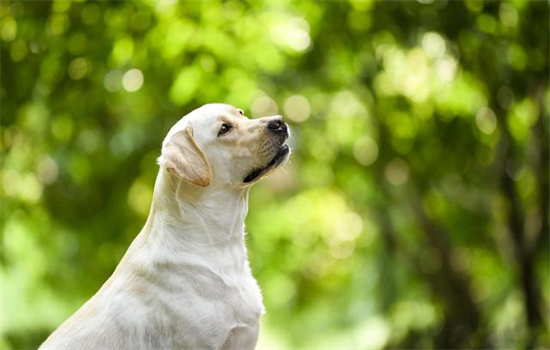 拉布拉多被打后会有什么反应?