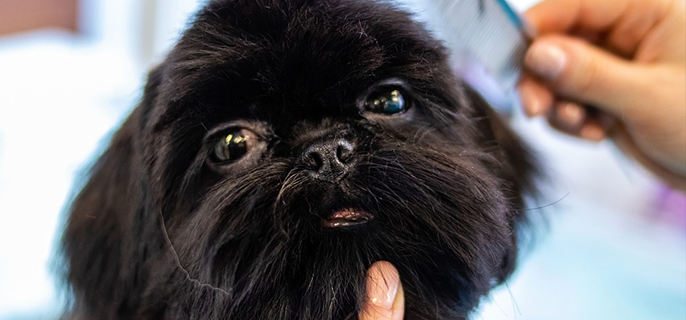 泰迪是怎么接生的？