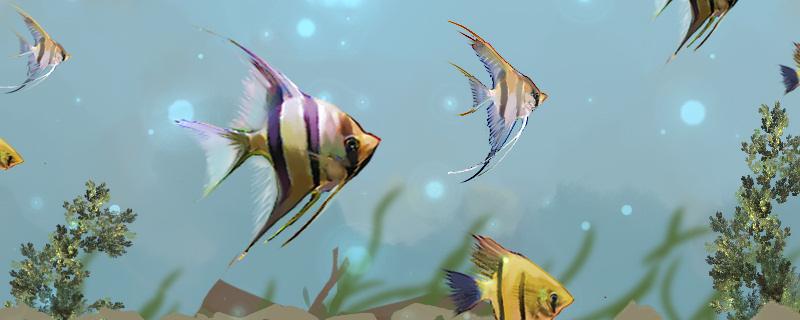 如何养好燕鱼，养的时候要注意什么？