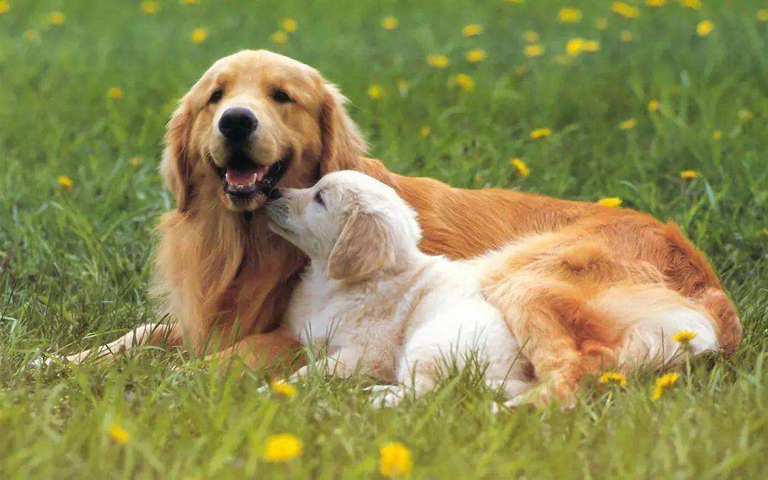 狗狗假孕有哪些症状？