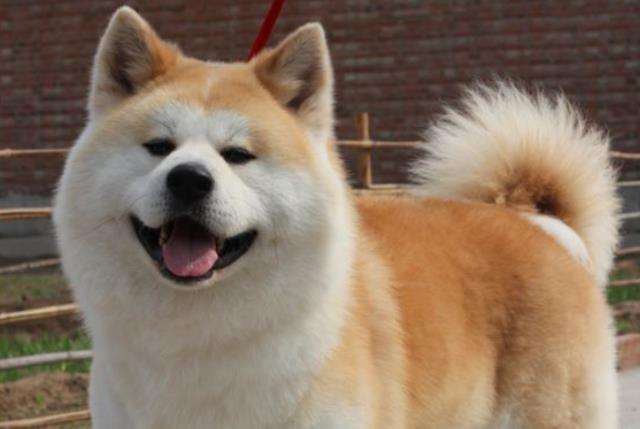 纯种秋田犬哪里有?