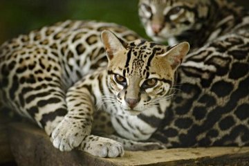 豹猫可以打胎吗？