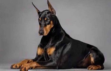 杜宾犬是什么品种？