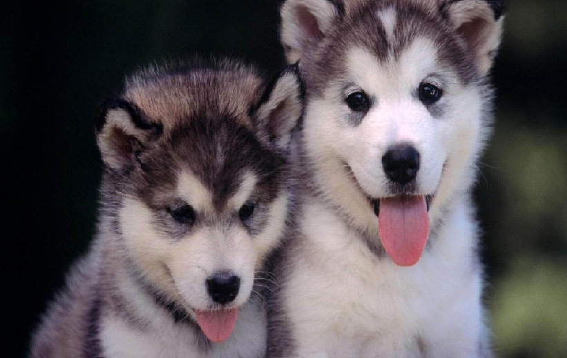 哈士奇,养狗知识