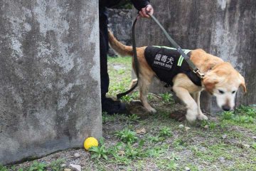 什么狗适合做缉毒警犬