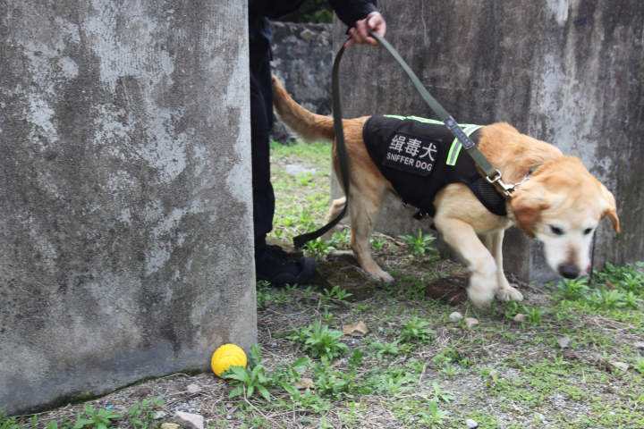 缉毒警犬
