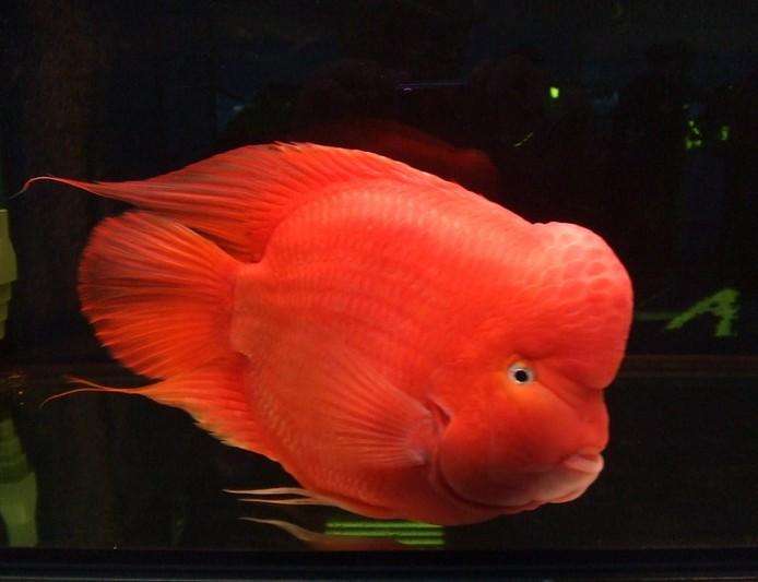 血鹦鹉,养鱼知识
