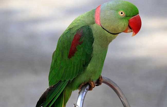 新手适合养哪种鹦鹉