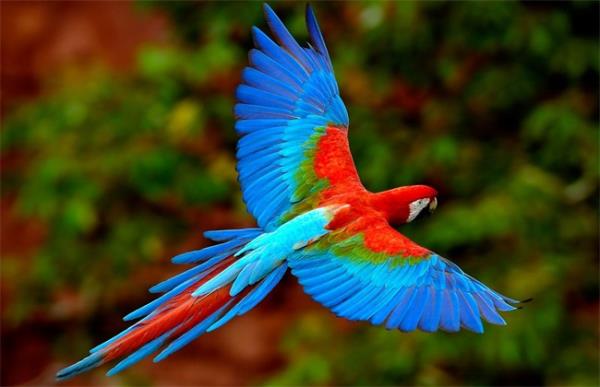 以下几种适合新手家庭饲养