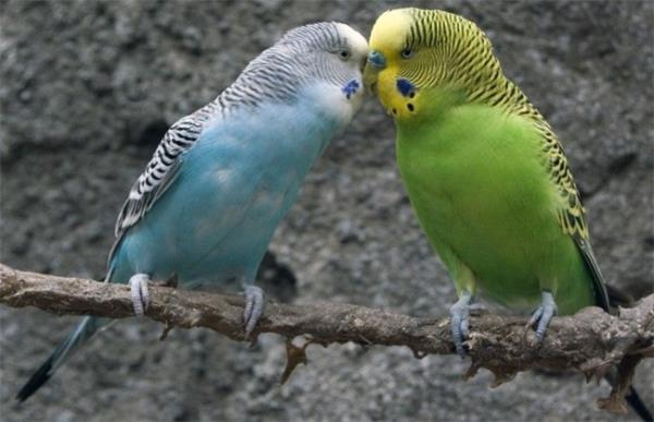 鸟类主要分为八个大类