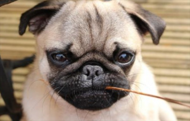 中国有国犬吗？