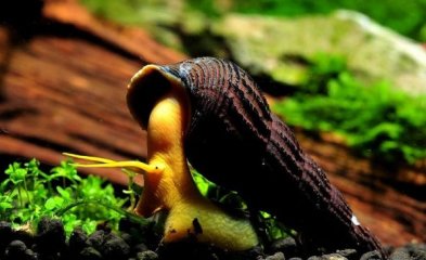 橙兔螺应该怎么饲养