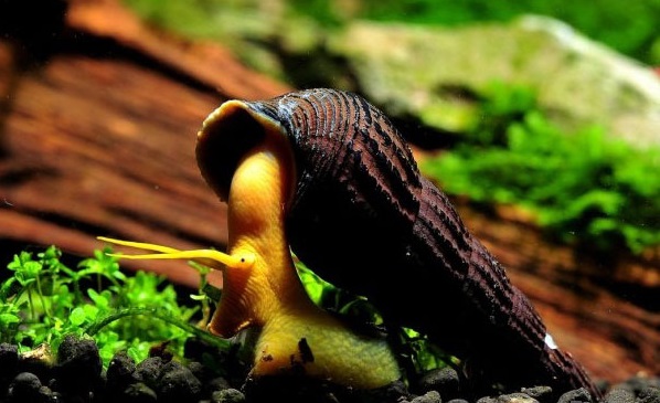 橙兔螺,鱼缸养殖