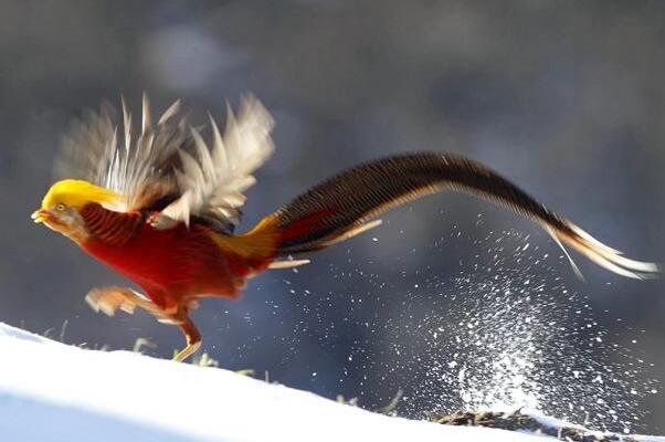 红腹锦鸡,保护动物