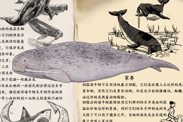 海牛鲸,鲸鱼