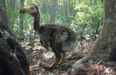 介绍世界上已经灭绝的33种动物