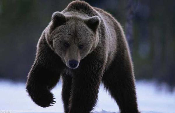 阿特拉斯棕熊