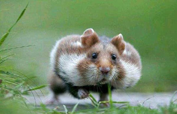 牙买加仓鼠：1880年灭绝