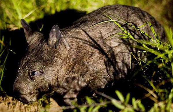 昆士兰毛鼻袋熊