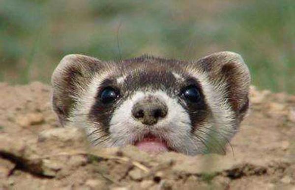 澳米氏弹鼠图片