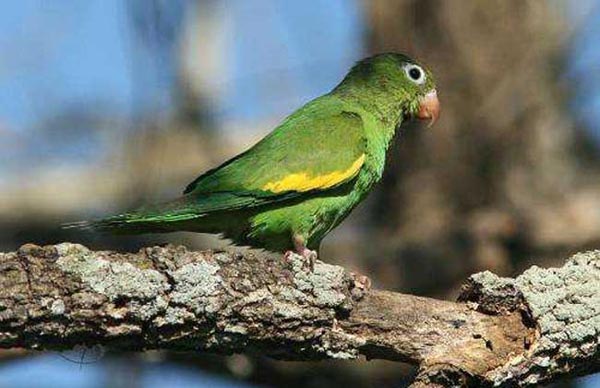 卡罗莱纳鹦哥鸟