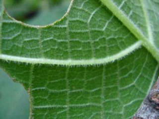 世界上最毒的金皮树到底有多厉害