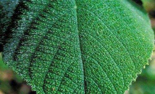 世界上最毒的金皮树到底有多厉害