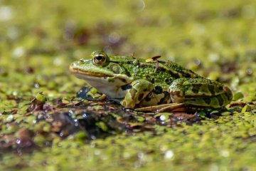 什么是三有动物，“三有”保护动物名录大全