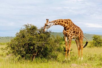 长颈鹿是怎么睡觉的，一般睡几个小时