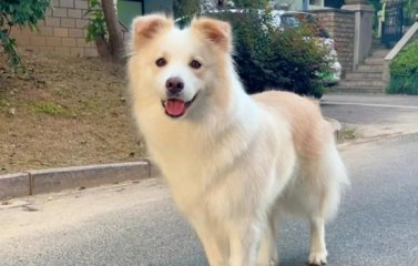 陈贝拉是属于什么品种的狗