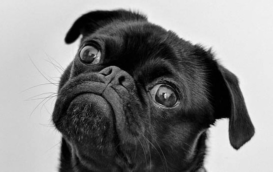 想养一只纯黑的狗，什么品种可以推荐