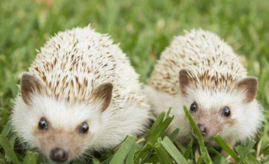 刺猬冬眠会储存食物吗？刺猬冬眠注意事项