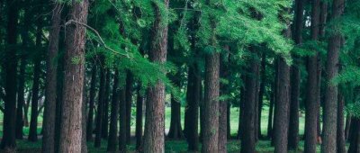 3月12日植树节的由来